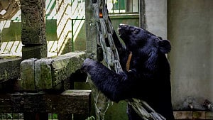 Hunters, conservationists join forces to protect Formosan black bear