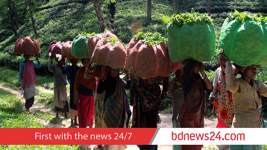 O Tea Worker National Tea workers back to work