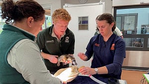 Australia platypus conservation centre welcomes first residents