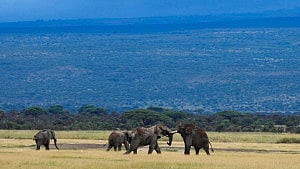 Elephants might call each other by name: study