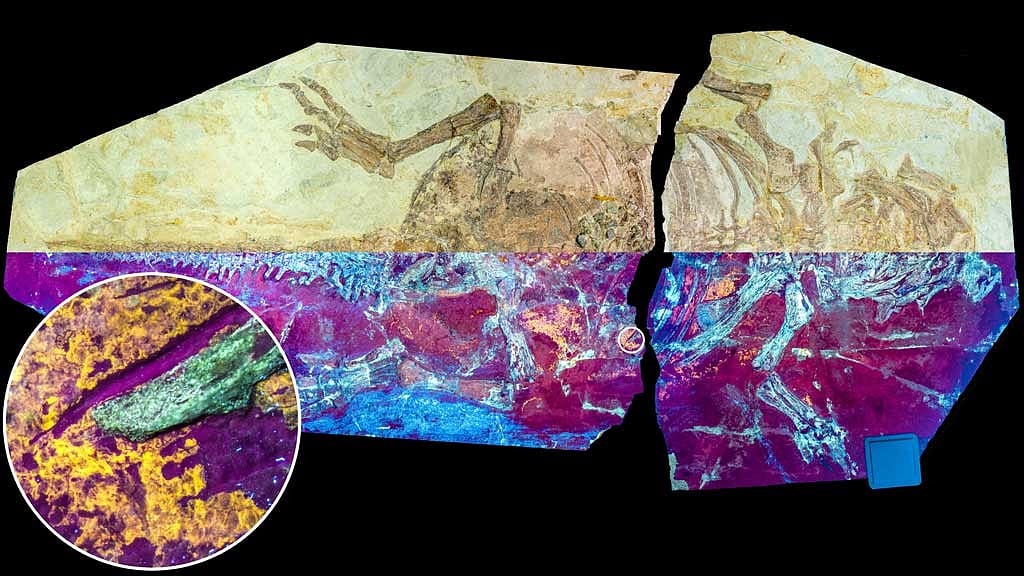 A handout image, formed by combining different images, shows a dog-sized fossil of the Cretaceous Period dinosaur Psittacosaurus from China, the upper half of the image is displayed in natural light, and the lower half in UV light, revealing the orange-yellow fluorescence of fossilised skin, in this undated handout image. REUTERS