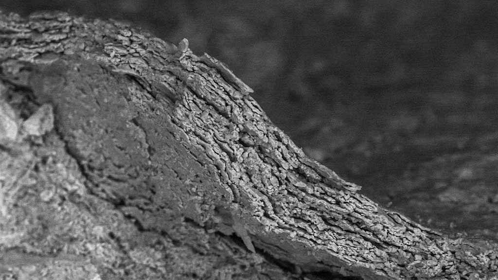 Fossilised skin of the dog-sized Cretaceous Period dinosaur Psittacosaurus from China is shown under an electron microscope, revealing mineralised cell layers, in this undated handout image. REUTERS