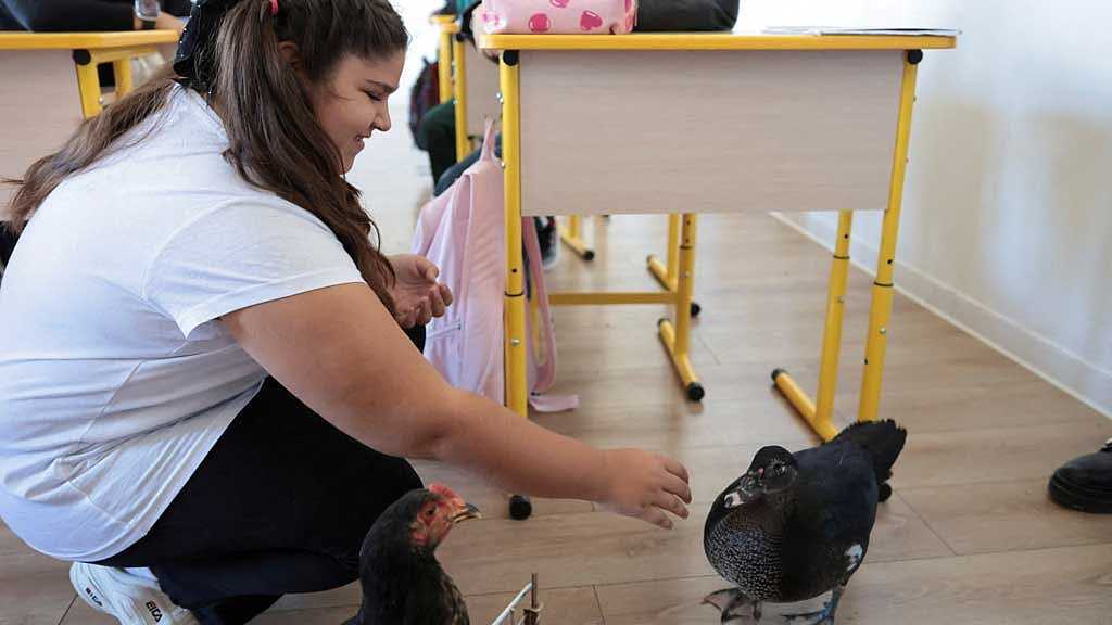 Ana-Maria Florina Neagu, 11, plays with Bubbles the duck during an animal awareness class, in Sindrilita, Ilfov, Romania, Nov 7, 2024. Inquam Photos/George Calin via REUTERS