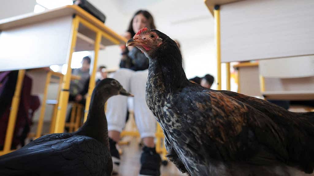 Rodica the chicken and Bubbles the duck attend an animal awareness class, in Sindrilita, Ilfov, Romania, Nov 7, 2024. Inquam Photos/George Calin via REUTERS