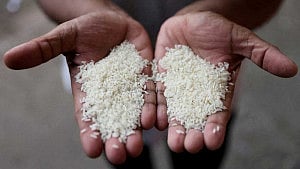 India’s 2025 rice exports surge to near record