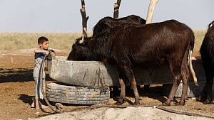 Iraq droughts endanger buffalo, farmers' livelihoods