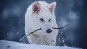 US company resurrects the extinct dire wolf