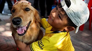 Thai rescue dogs provide emotional support