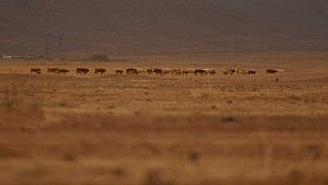 Mexico farmers fight drought amid water dispute with US