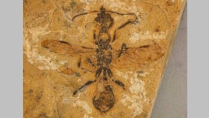 Oldest-known ant preserved in 113 million-year-old fossil