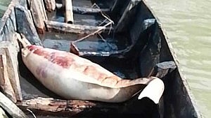 Dead dolphin found in Ctg