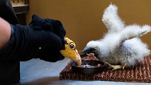 Prague zookeepers use puppets to raise baby vultures