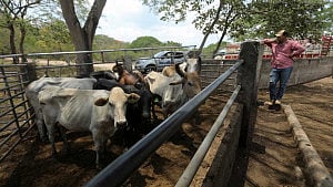 In Texas cattle country, ranchers brace for flesh-eating screwworms