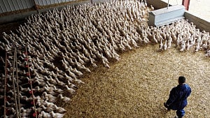 Bird flu spikes in Europe’s wild birds