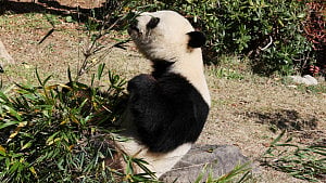 Japan's last two giant pandas are headed to China