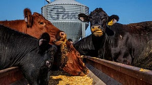 US cattle ranchers hit by push for lower beef prices