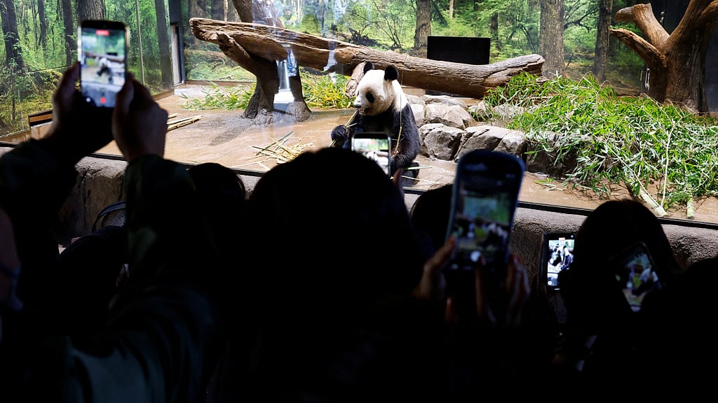 Visitors film and photograph four-year-old giant panda Lei Lei at Ueno Zoo, a day after news broke that Japan will return two giant pandas to China at the end of January 2026, in Tokyo, Japan, Dec 16, 2025. REUTERS/Kim Kyung-Hoon