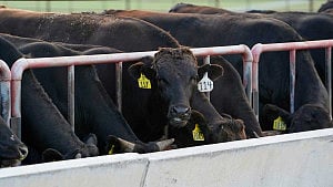 Australia eases curbs on US beef that angered Trump