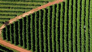 Trump's Brazil tariff rattles coffee market