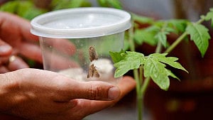 Israeli research finds when plants talk, insects listen
