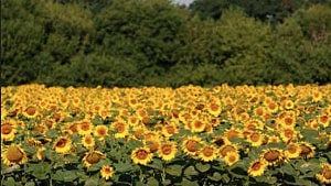 Russia suspends sunflower oil duty to lift exports