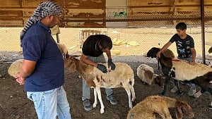 Israelis accused of killing 117 sheep in West Bank