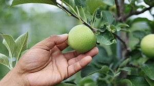 In South Korea, apple farmers beg not to be sacrificed for US trade deal