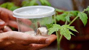 Research finds when plants talk, insects listen
