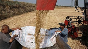 Drought bakes China's wheat belt