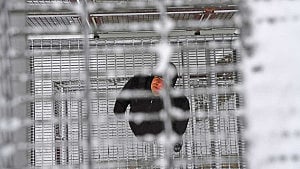 Why Canada is jailing more Indigenous people