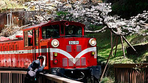Chasing cherry blossoms on a train in Taiwan