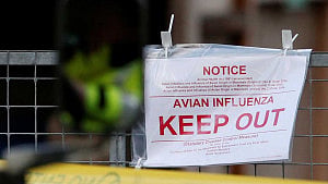 Netherlands starts bird flu vaccination at hen farm