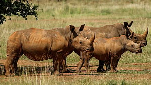 S Africa records 16% drop in rhino poaching