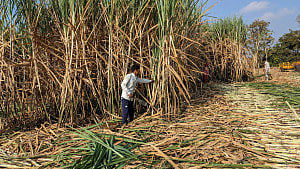 India signs contracts to export 600,000 metric tonnes of sugar