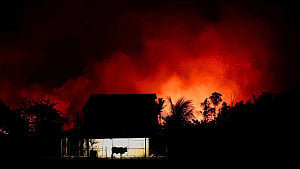 Amazon fires drive unprecedented global forest loss in 2024: report