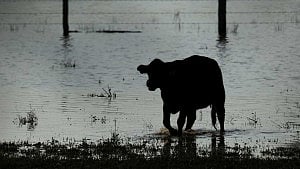 Australia floods recovery could take several months: PM