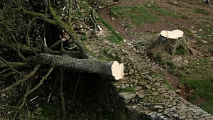Men guilty of felling much-loved British 'Sycamore Gap' tree