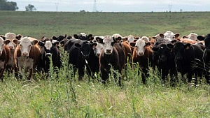 Phantom cows, missing millions spark financial scandal in Uruguay