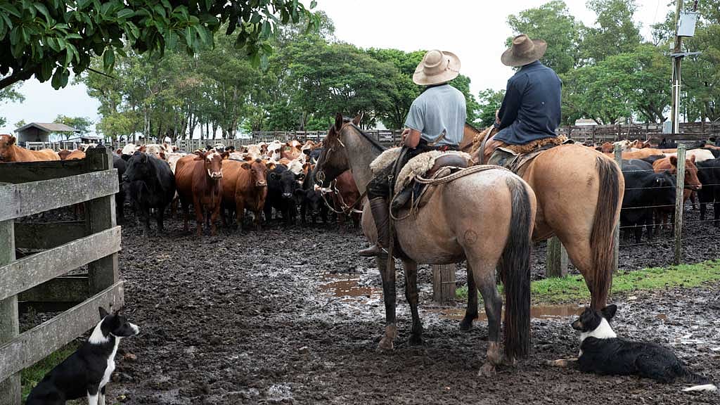 Gauchos face cattle in a pen on a farm, in Artigas, Uruguay April 9, 2025. REUTERS