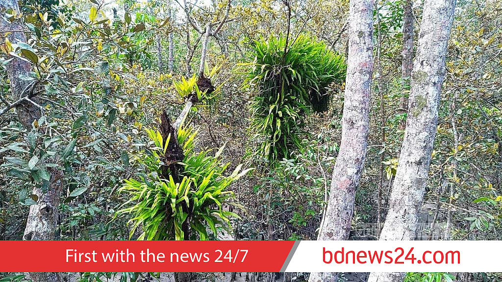 Sundari Tree Timber Salt, parasites strangle Sundarbans’ signature tree