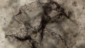 Earth’s primordial life detected through ancient rocks