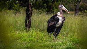 Cambodia releases rare captive-bred storks