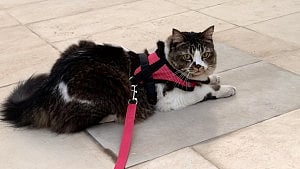 Study reveals milestone in history of cat domestication
