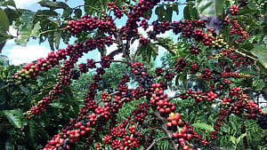 Coffee tariff change helps US roasters, hurts Brazil