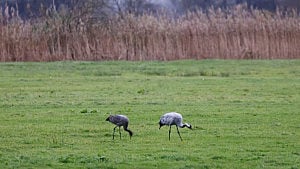 England orders bird housing as flu spreads