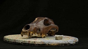 Dog diversity began 11,000 years ago