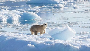Iceland sees existential threat in Atlantic current's possible collapse