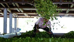 Trump tariff rollback offers relief for Indian farmers