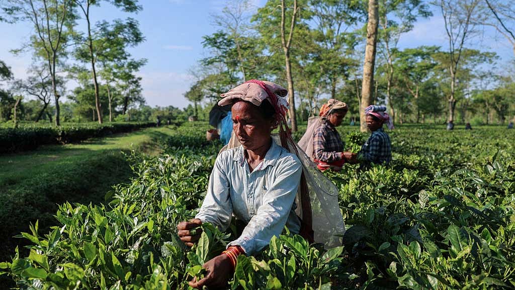 A worker plucks fresh tea leaves at the Chota Tingrai estate in Tinsukia, Assam, India, Jul 23, 2025. REUTERS