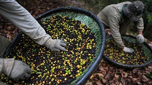 Brazil's Jacu bird poo-poos US tariffs as specialty coffee sector suffers